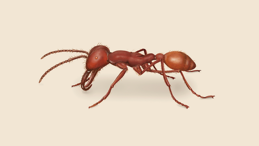 Army Ant Facts & Information