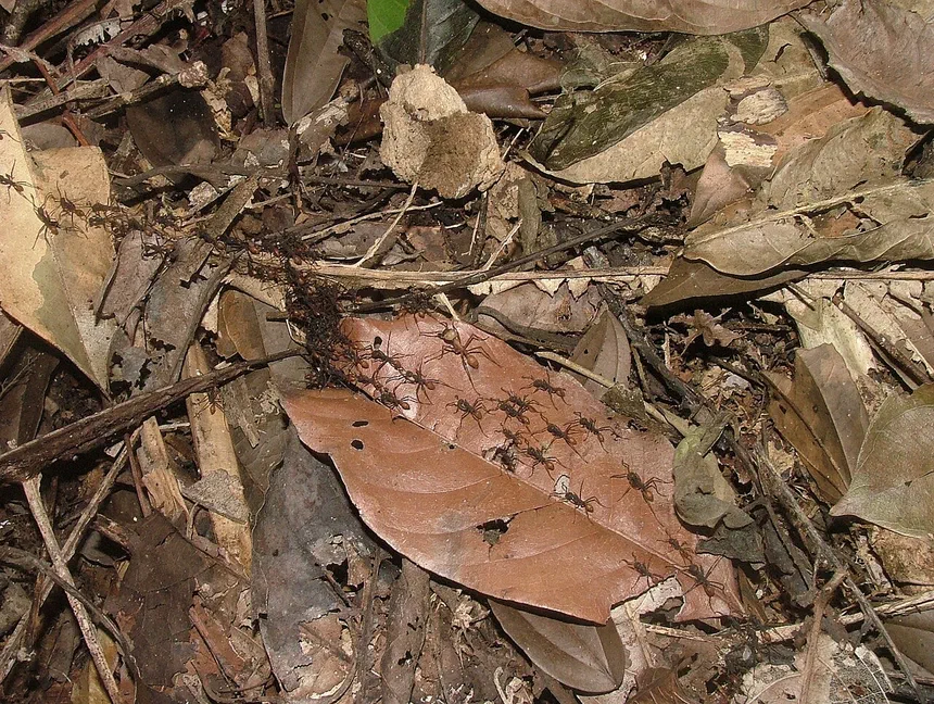 Army Ant Facts & Information