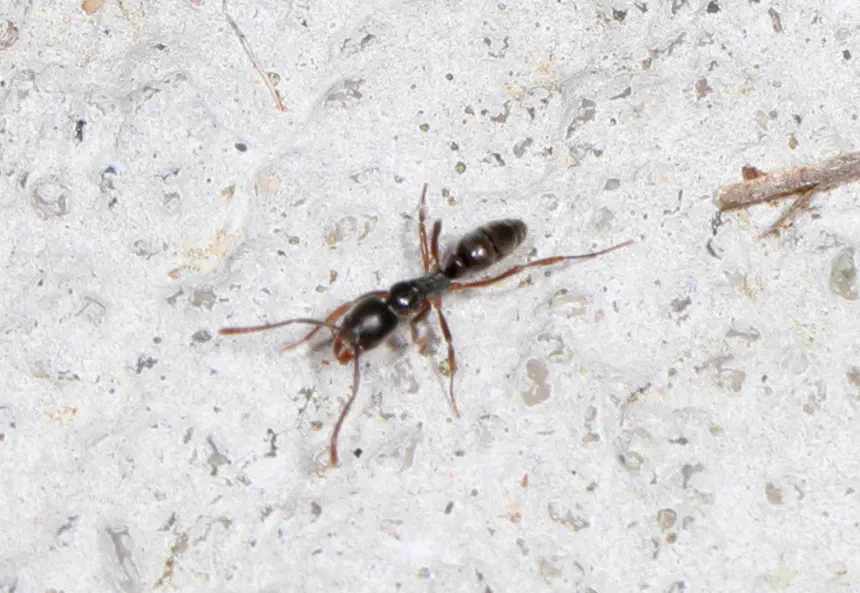 Asian Needle Ants Facts & Information