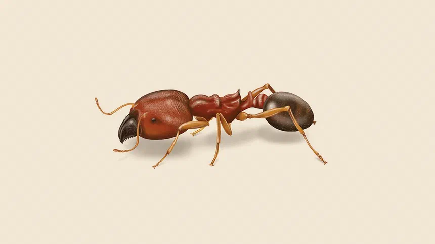 Bigheaded Ant Facts & Information