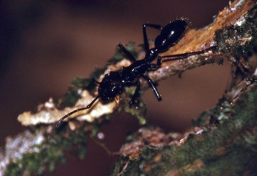 Bullet Ant Facts & Information