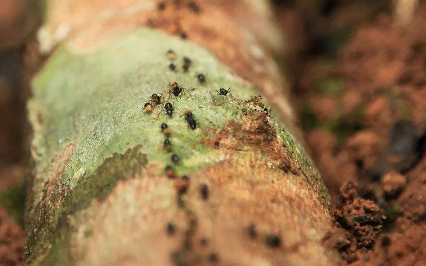 Can Ants Hear?