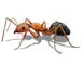 Can Ants Smell?