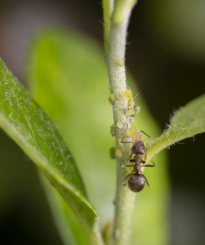 Can Ants Smell?