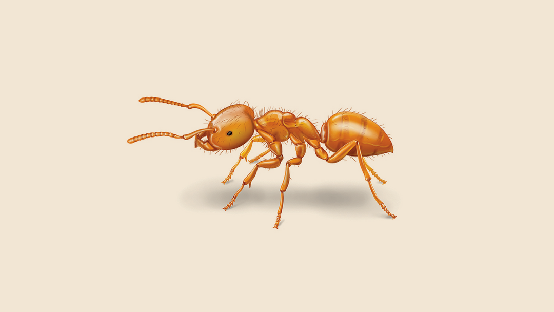 Citronella Ants