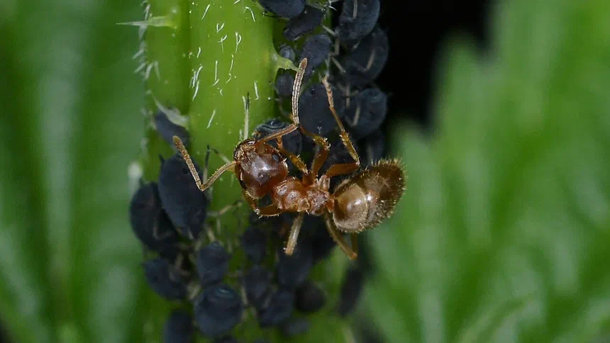 Citronella Ants