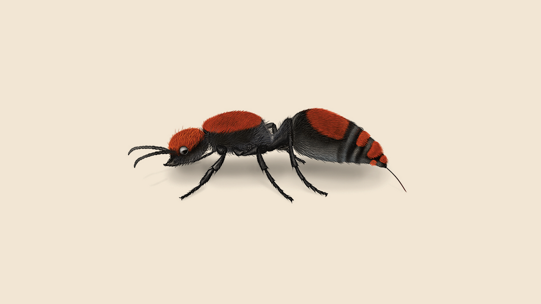 Cow Killer Ant Facts & Information