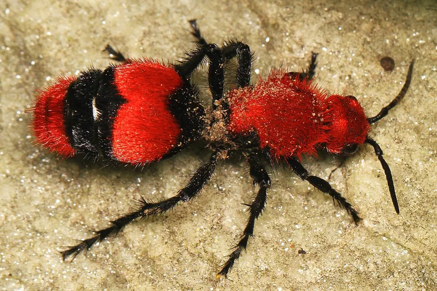 Cow Killer Ant Facts & Information