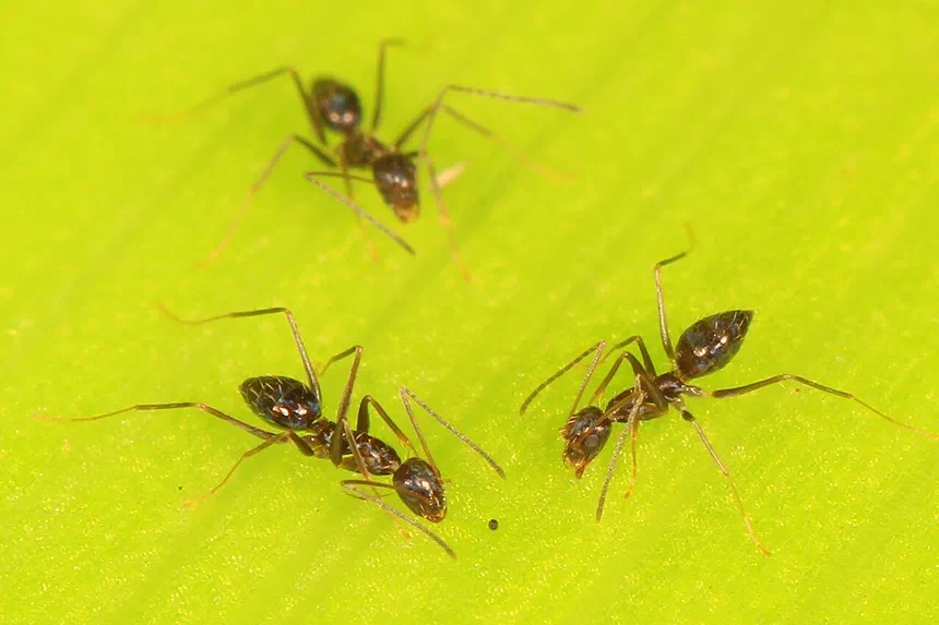 Crazy Ants