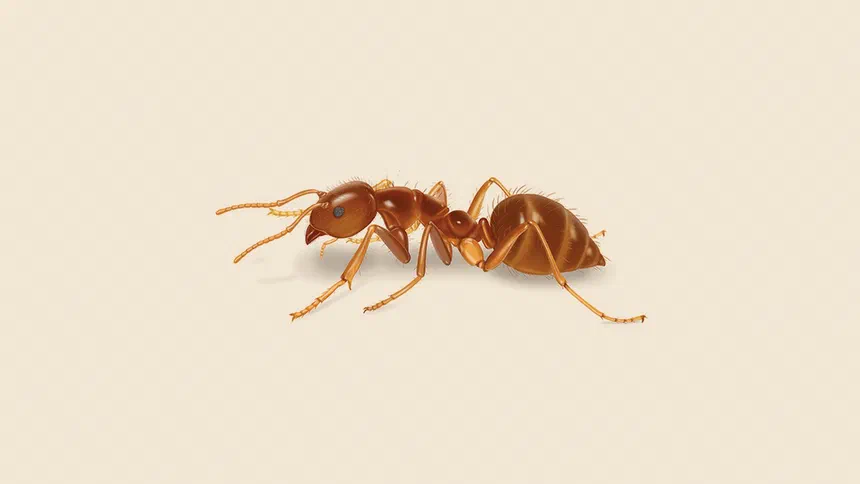 Crazy Ants