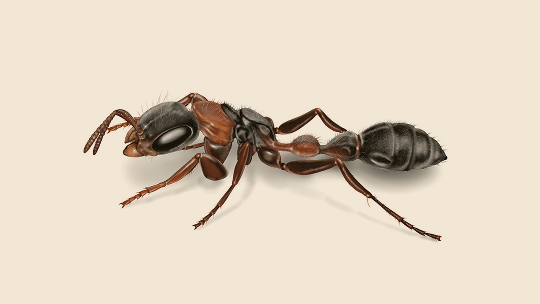 How to Identify Elongate Mexican Twig Ants