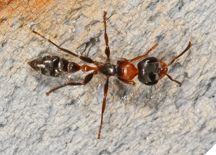How to Identify Elongate Mexican Twig Ants