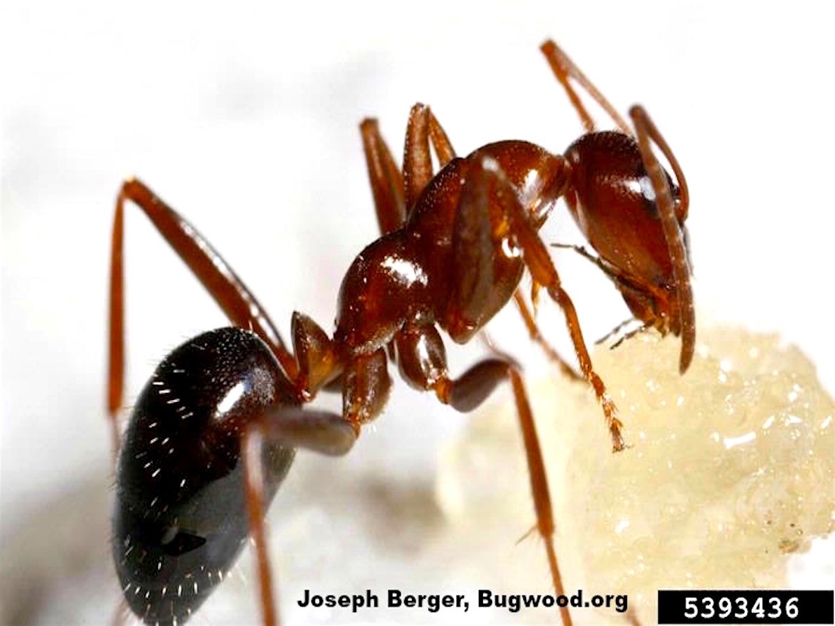 Field Ants Formica spp.