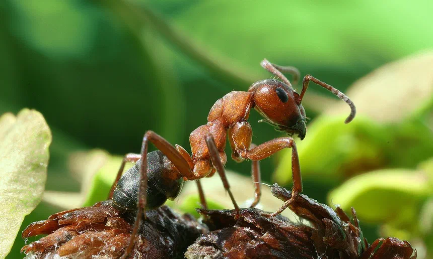 Field Ants
