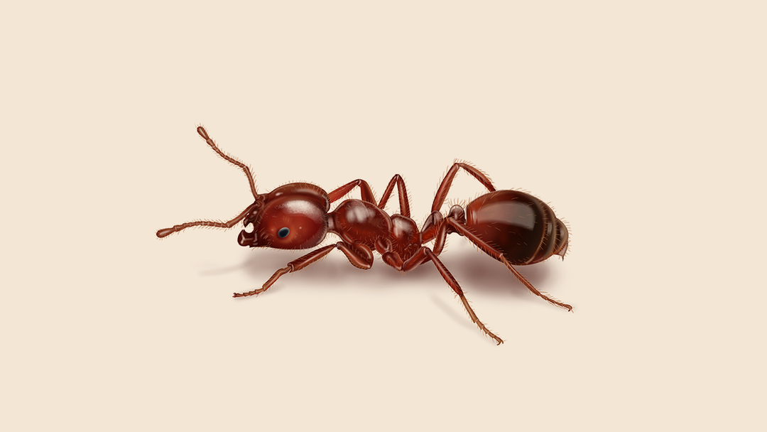 Fire Ants