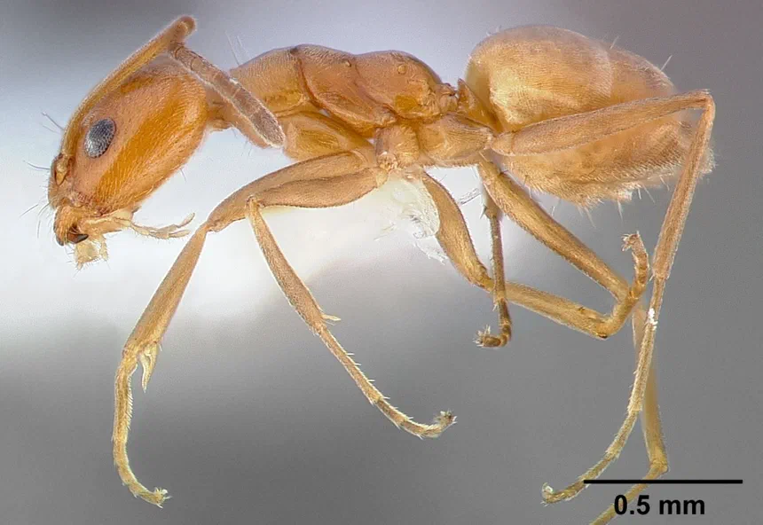Forelius Pruinosus Facts & Information