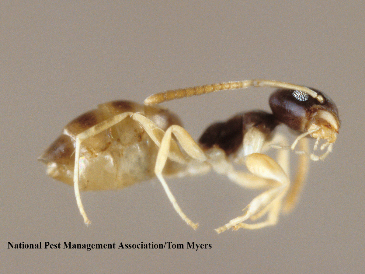 Ghost Ants Tapinoma melanocephalum (Fabricus)