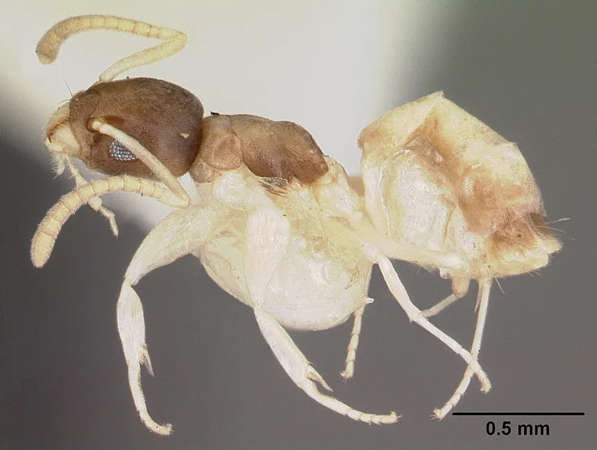 Ghost Ants