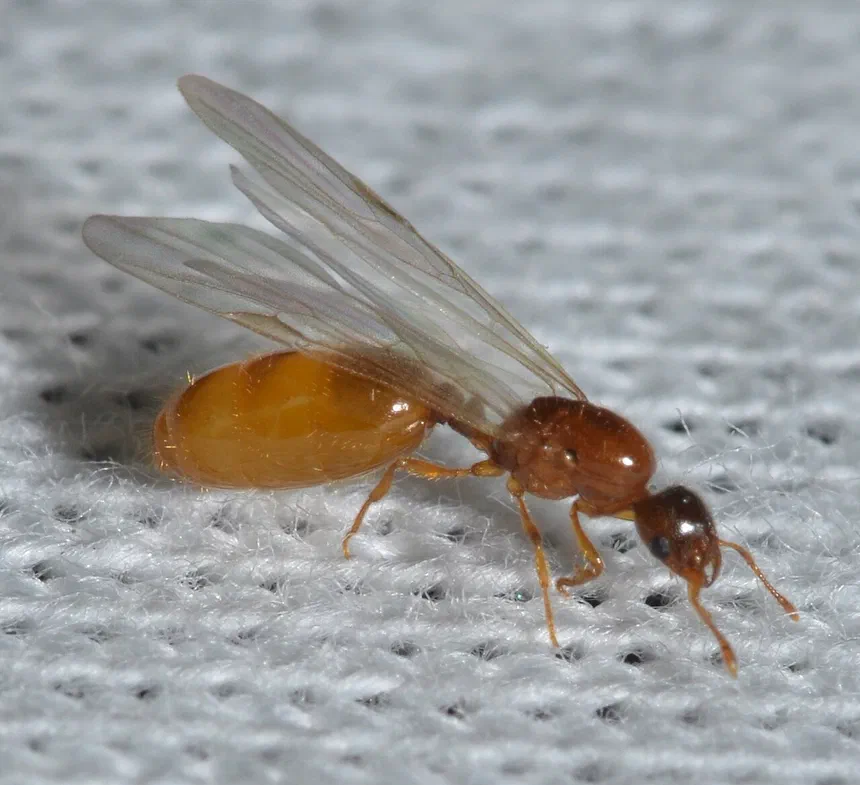 Grease Ant Facts & Information