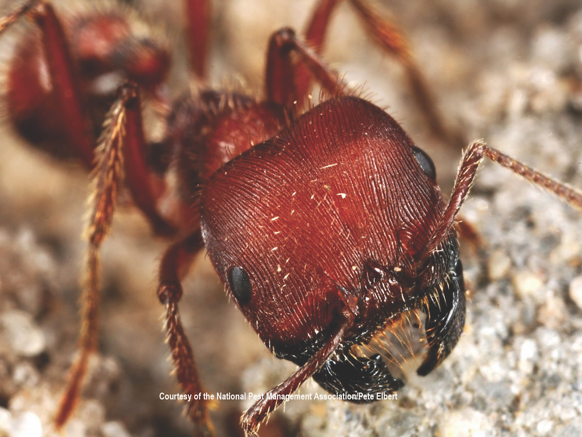 Harvester Ants Pogonomyrmex spp.