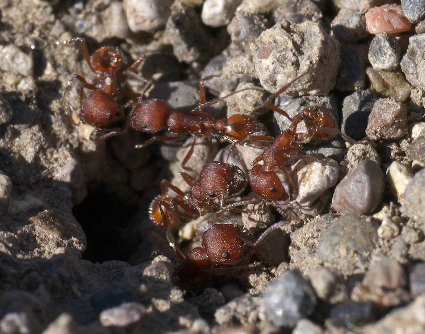 Harvester Ants
