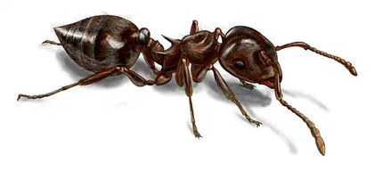How Do Ants Reproduce?