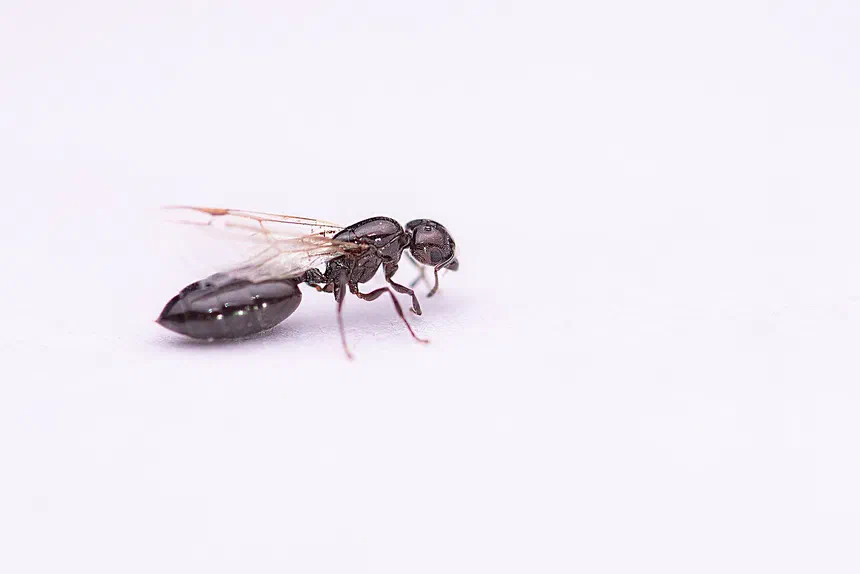 How Do Ants Reproduce?