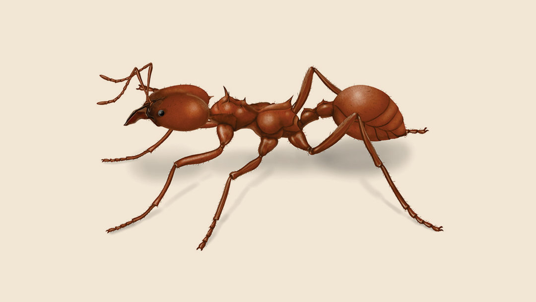 Leafcutter Ant Facts & Information