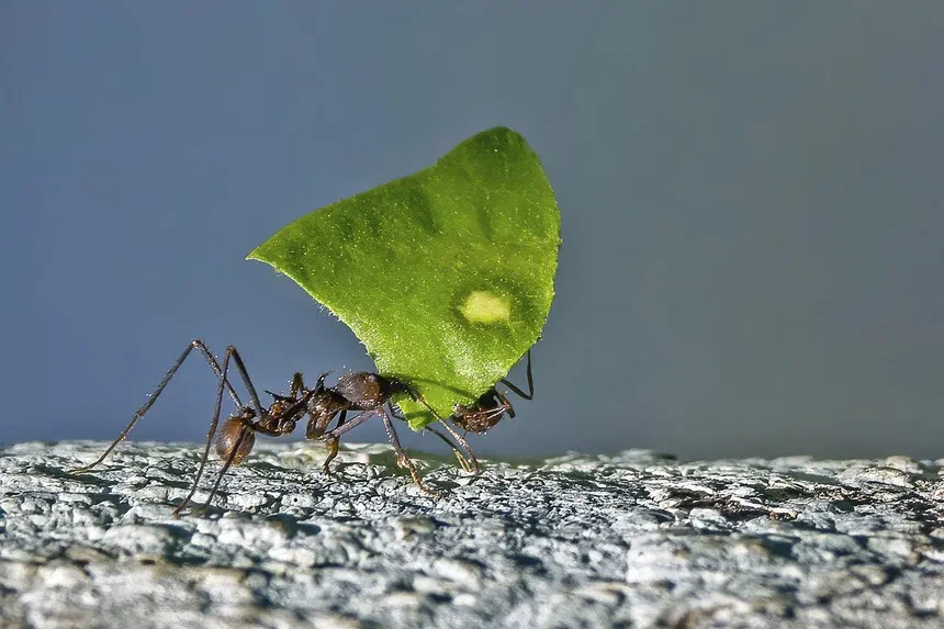 Leafcutter Ant Facts & Information