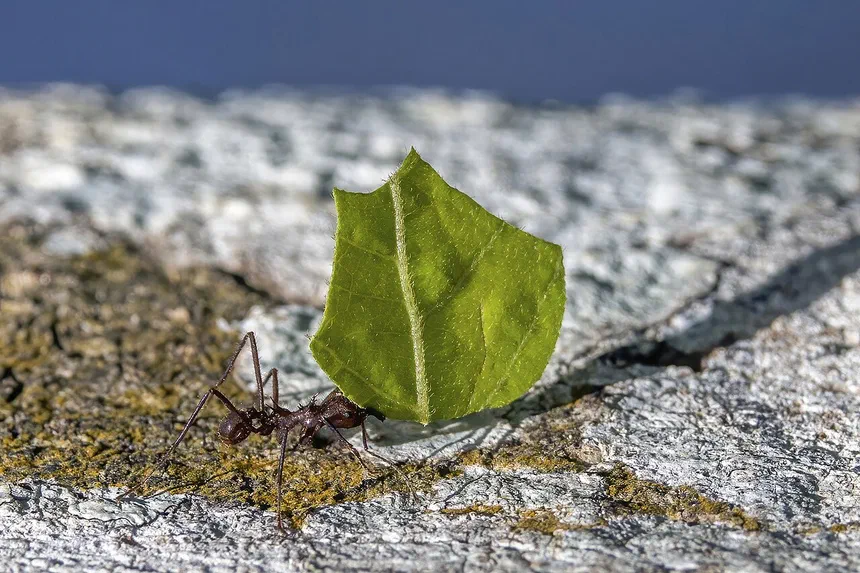Leafcutting Ants