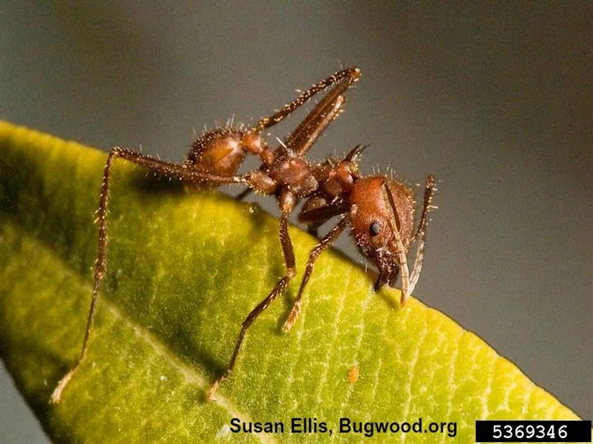 Leafcutting Ants Atta spp. and Acromyrmex spp.