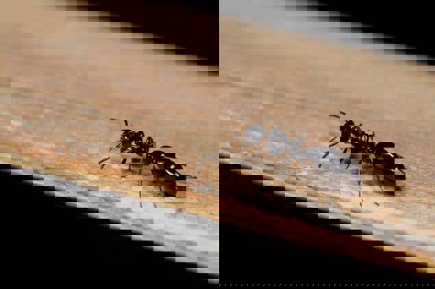 Little Black Ants Monomorium minimum (Buckley)