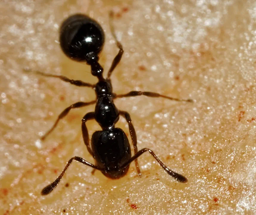 Little Black Ants