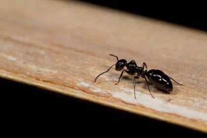 Little Black Ants Monomorium minimum (Buckley)