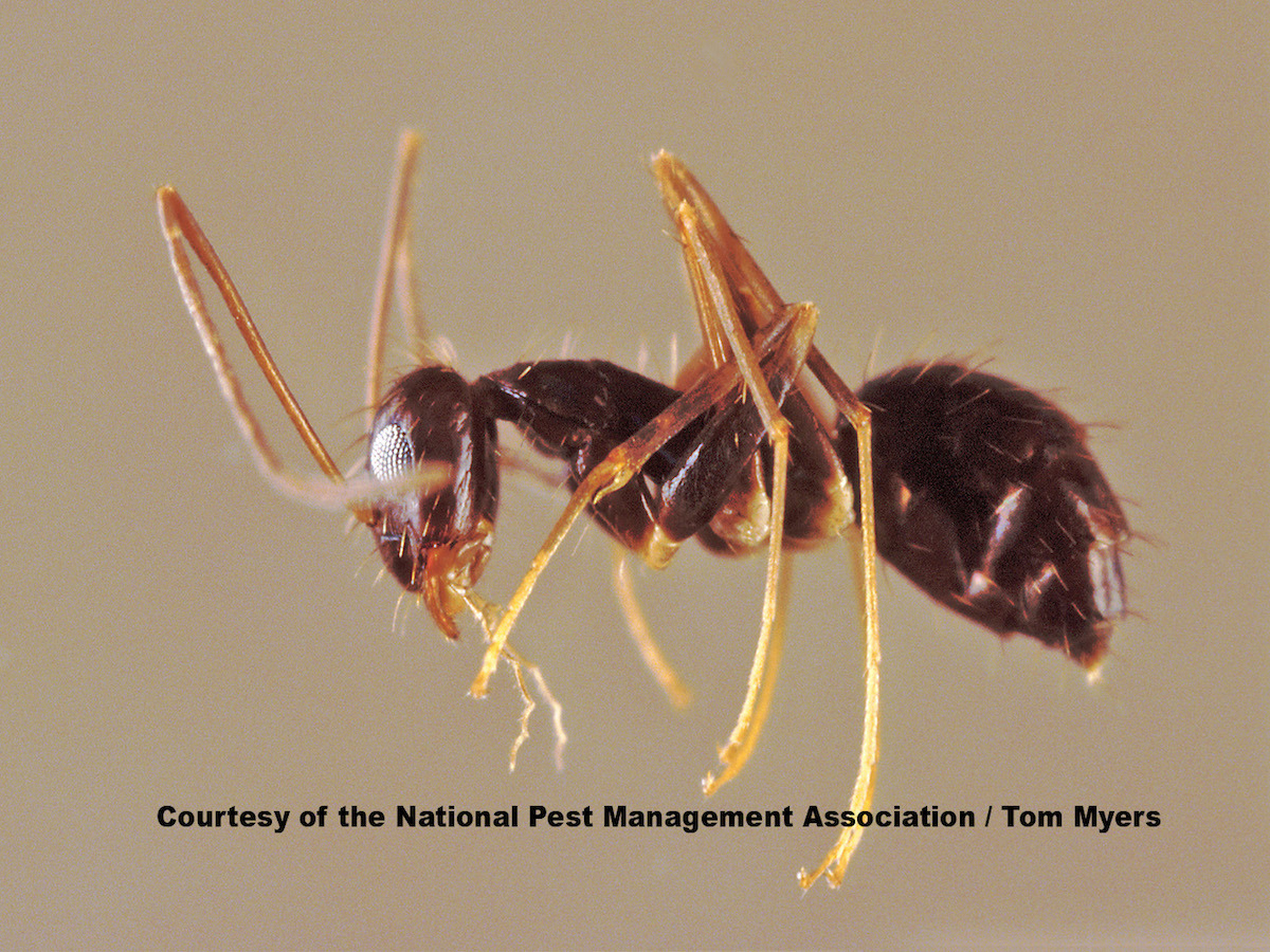 Longhorn Crazy Ants Paratrechina longicornis (Latreille)