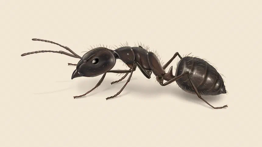 Moisture Ant Facts & Information
