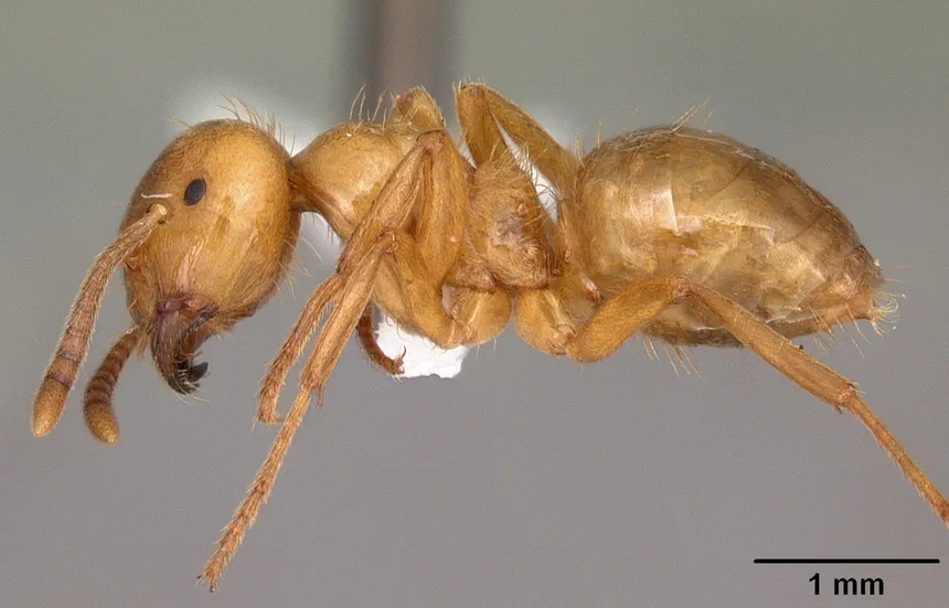 Moisture Ant Facts & Information
