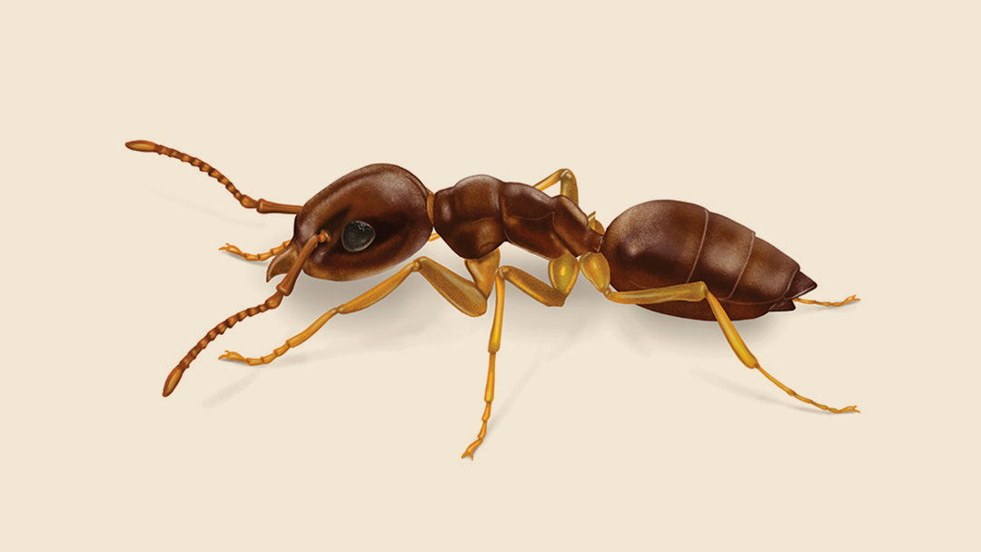 Odorous Ant Facts & Information