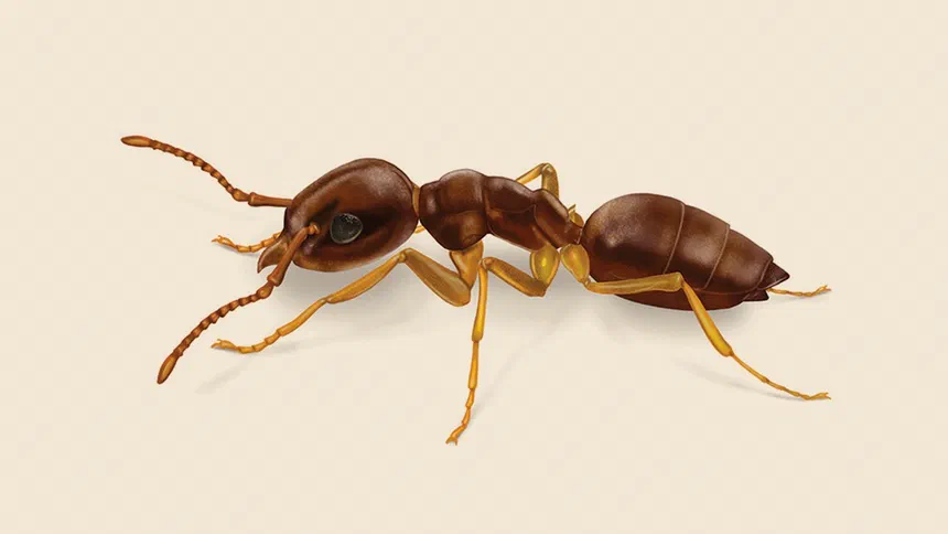 Odorous Ant Facts & Information
