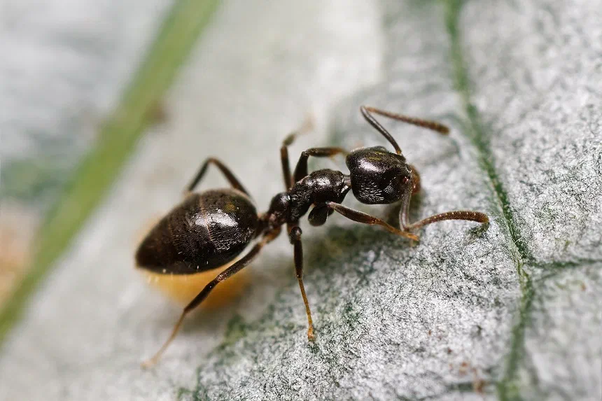 Odorous Ant Facts & Information