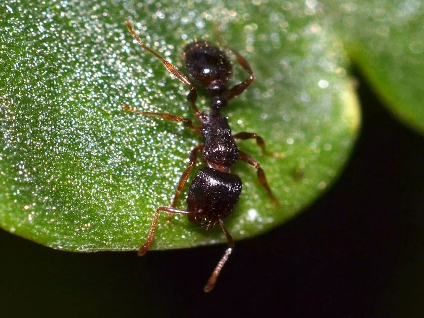 Pavement Ants