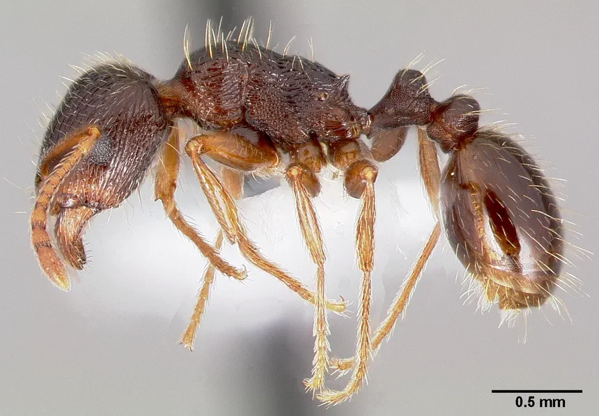 Pavement Ants