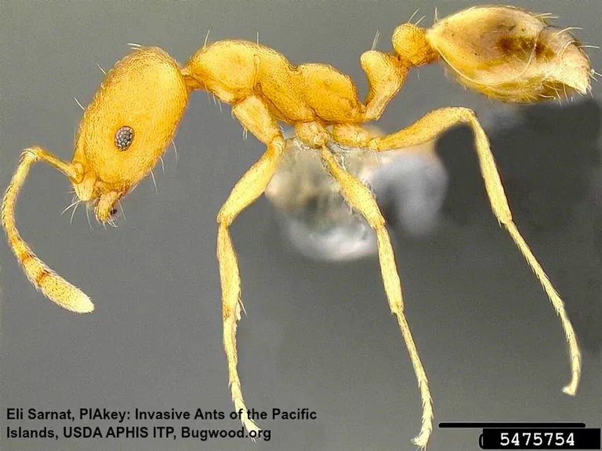 Pharaoh Ants Monomorium pharaonis (Linnaeus)