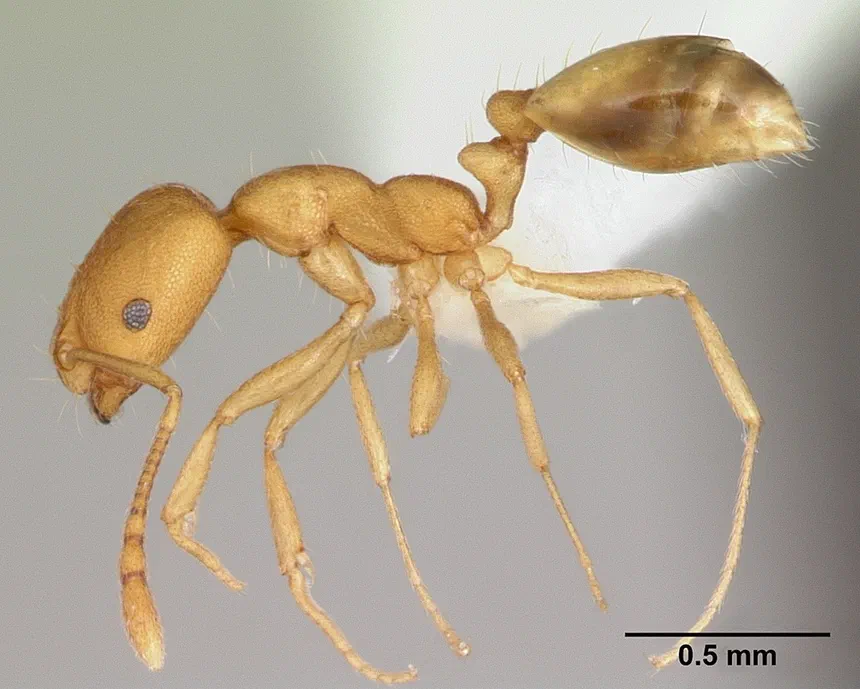 Pharaoh Ants