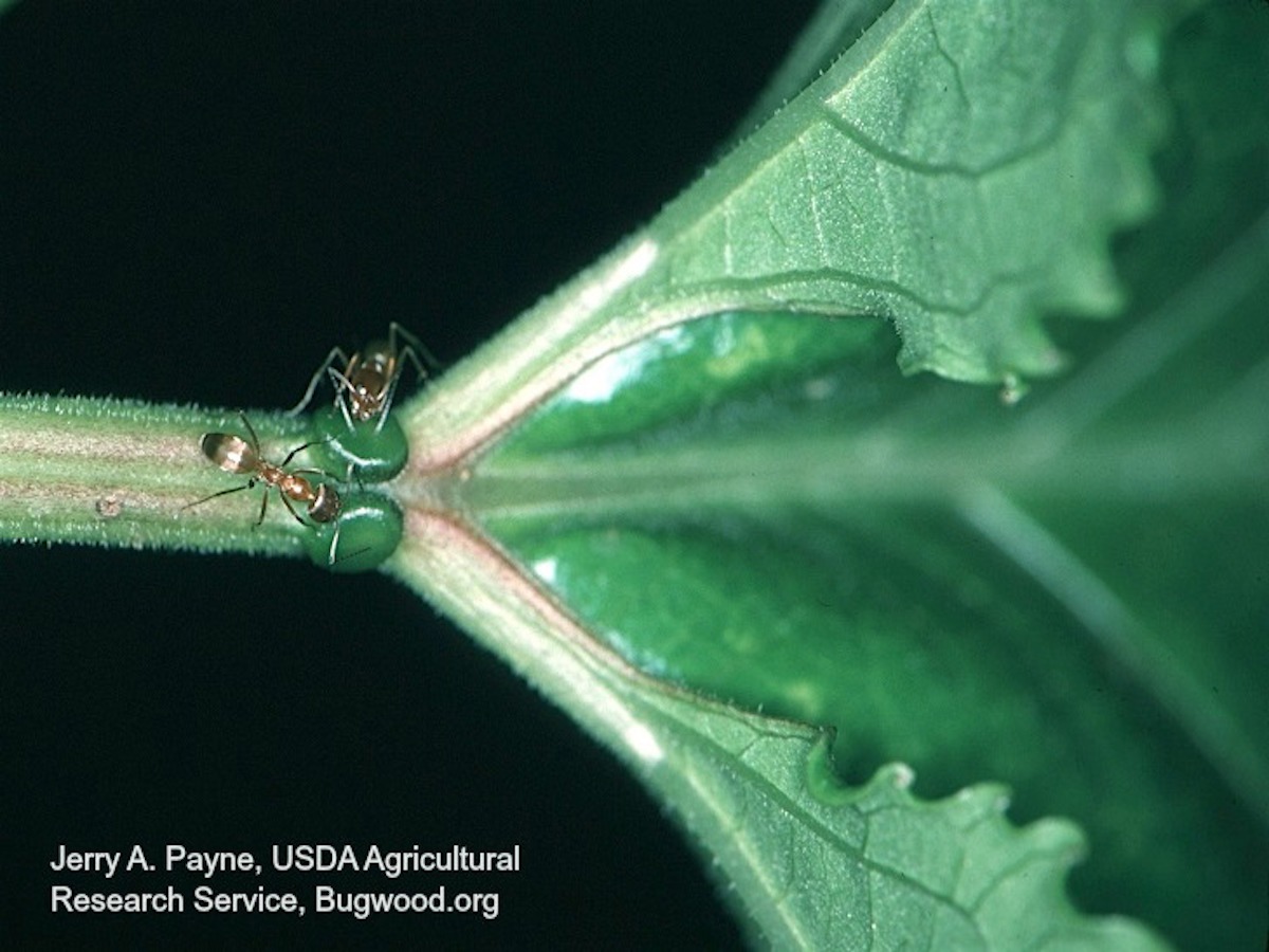 Pyramid Ants Dorymyrmex spp.