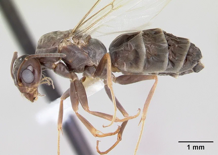 Pyramid Ants