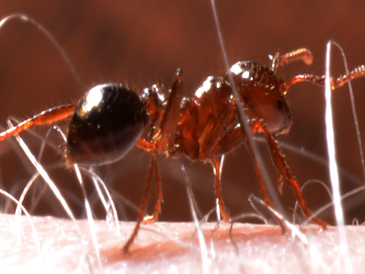 Red Imported Fire Ants