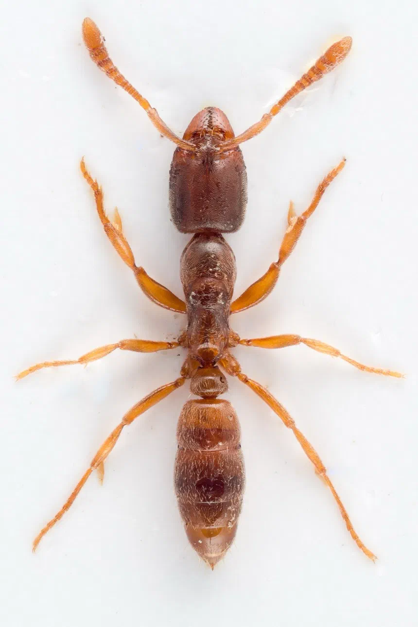 Roger's Ant Facts & Information