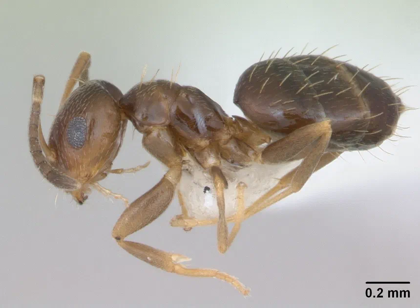 Rover Ant Facts & Information