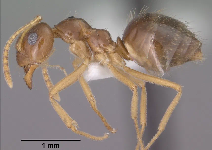 Small Honey Ant Facts & Information